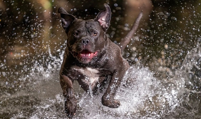 Almanya'da American Bully XL dehşeti: Köpek sahibini öldürdü