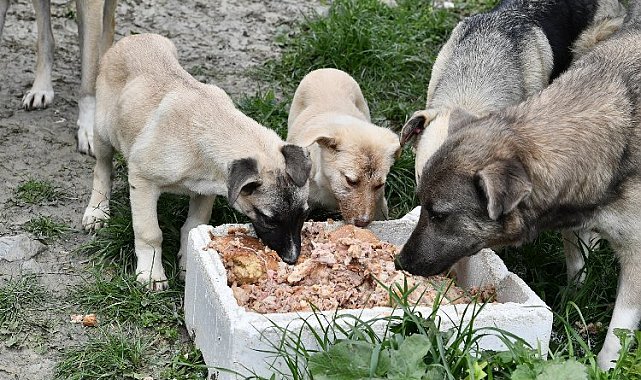 Beylikdüzü patili dostların yanında