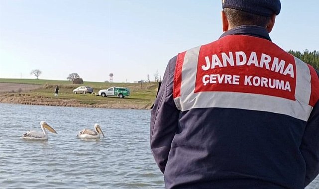 Edirne Jandarması, hasta ve yorgun pelikanları besledi