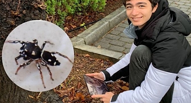 İstanbul Lisesi öğrencisi, okul bahçesinde yeni bir örümcek türü keşfetti