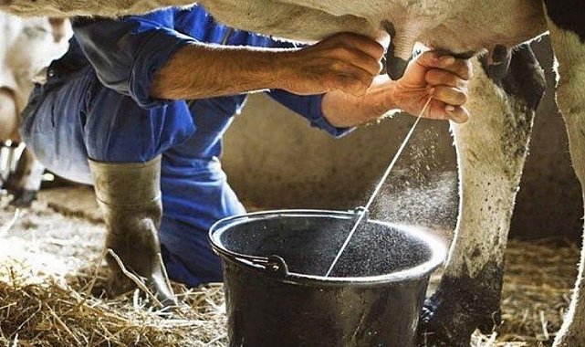Kasım'da inek sütü miktarı arttı