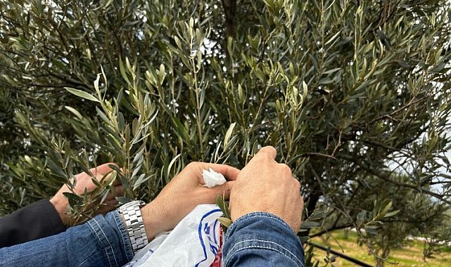 Muğla Milas'ta zeytine sahip çıkılıyor