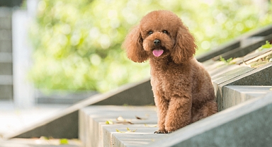 Tavayla dövülen küçük köpeğin cesedi sokakta bulundu