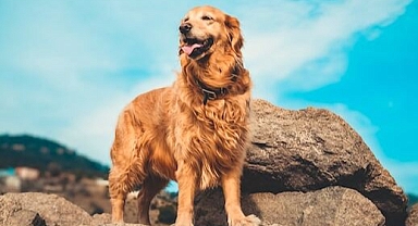 Uçurumda mahsur kalan köpek operasyonla kurtarıldı