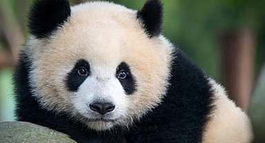 20 yıl sonra ilk kez: Panda diplomasisi canlanıyor