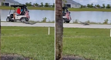 Florida'da dehşet: Golf sahasında timsah saldırısı!