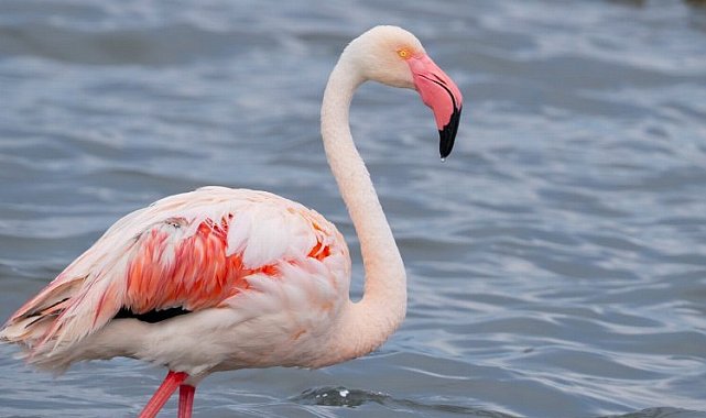 İzmit Körfezi onlarca flamingoya ev sahipliği yapıyor