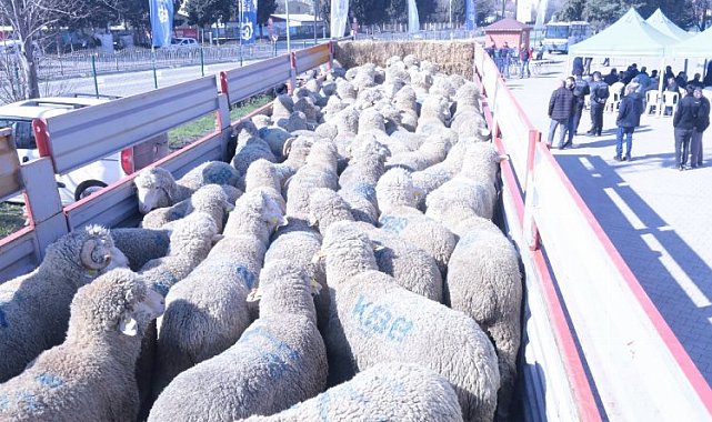 Kocaeli'den üreticiye koç ve teke desteği