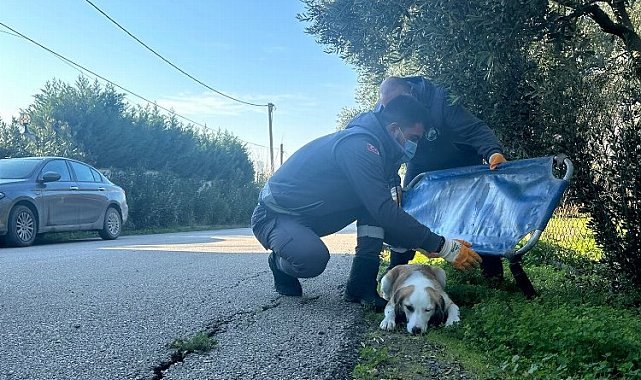 Yaralanan sevimli köpek sağlığına kavuştu
