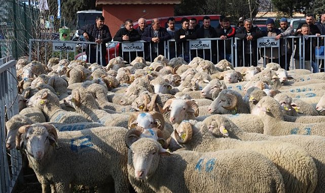 Kocaeli'den damızlık koçlarda 2. etap dağıtım... 500 koç, 150 teke verilecek