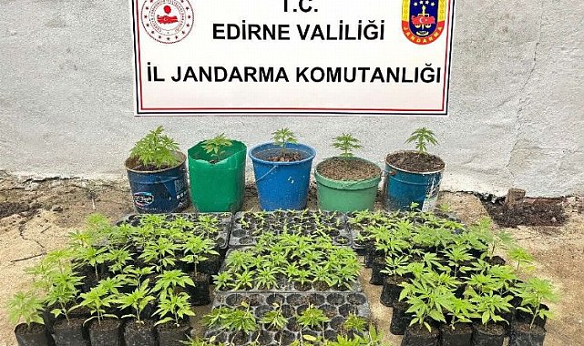 Keşan'da kaçak kenevir tarlası ele geçirildi