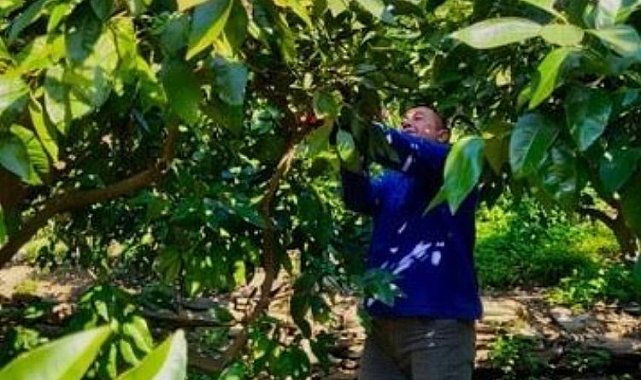 Öğrenciler  atık mandalinaları ekonomiye kazandırıyor