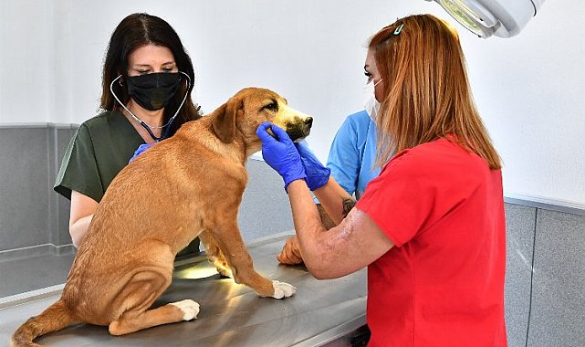 İzmir'de Veteriner İşleri Halk Sağlığı Dairesi Başkanlığı kuruldu