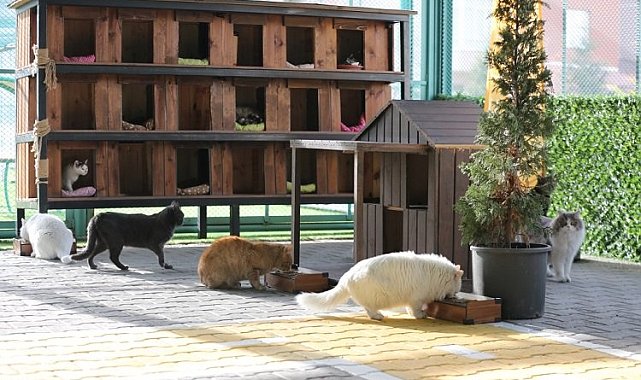 Küçük Dostlar Kedi Kasabası'na ziyaretçi akını
