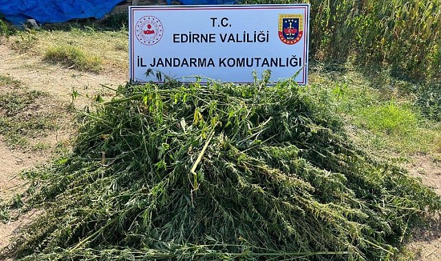 Edirne'de kaçak kenevir tarlası ele geçirildi