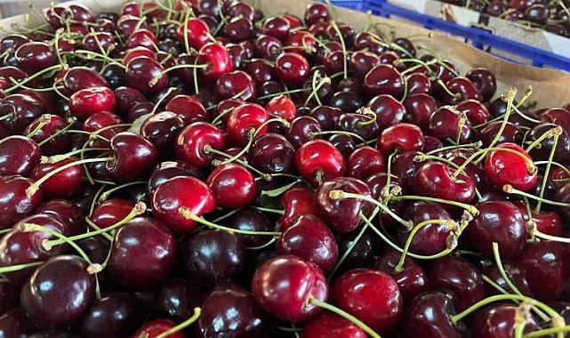 Keles Kirazı hasadı başladı! İşte ihracat fiyatı...