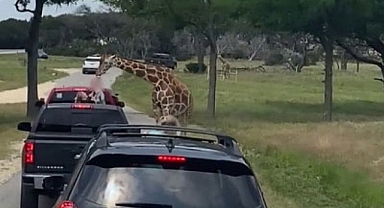 Safaride Korkutan Olay: Zürafa, Küçük Çocuğu Havaya Kaldırdı!
