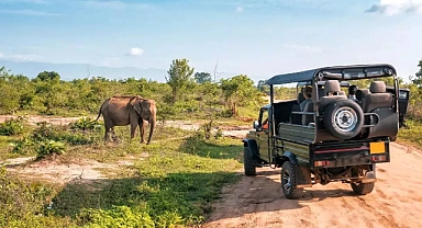 Zambiya'da Filler, ABD'li Turisti Ezerek Öldürdü!