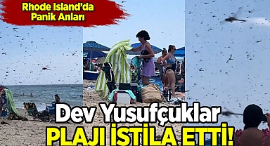 Dev Yusufçuk Sürüsü Rhode Island'da Plajı İstila Etti