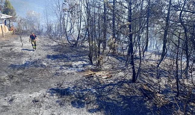Düzce Yığılca'da çıkan yangına müdahale ediliyor 