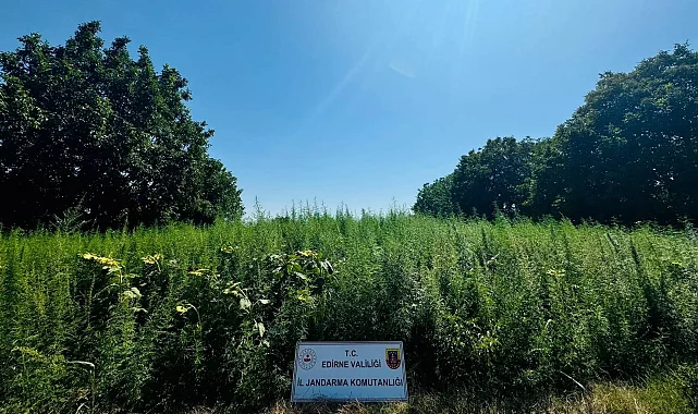 Edirne'de 120 bin kök kenevir ele geçirildi