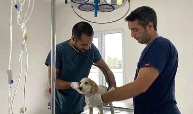 Keşan Belediyesinden sokak hayvanları bilgilendirmesi
