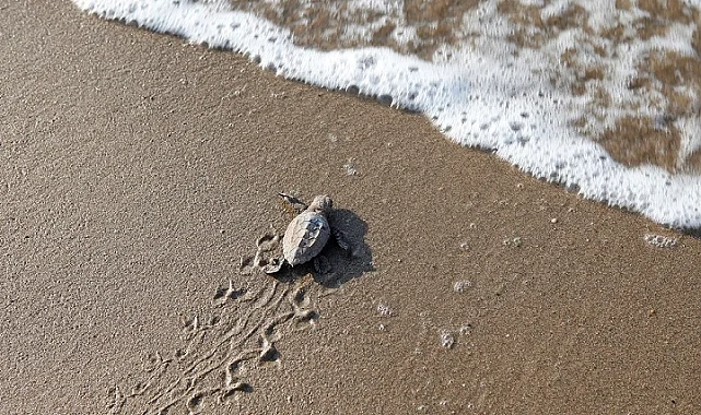 Mavi gönüllüleri Caretta Caretta'ları Akdeniz'le buluşturuyor