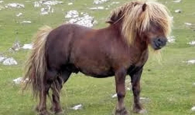 Nevşehir Kayaşehir'de çocuklar 'Pony' atlarına binecek