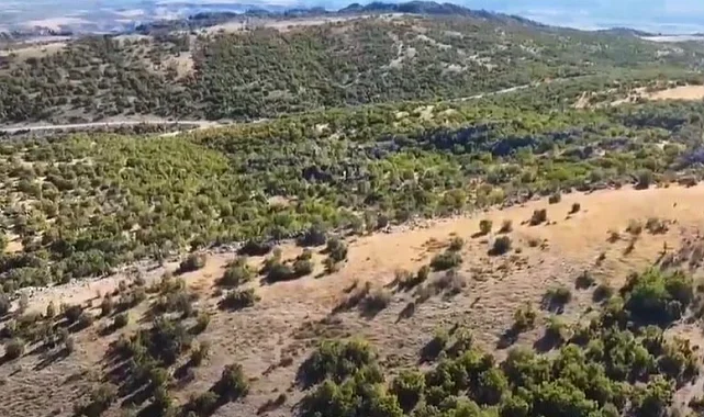 Adıyaman'da kaybolan 52 küçükbaş hayvan jandarma tarafından bulundu