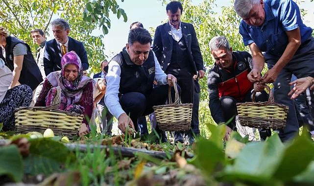 Bilecik ceviz üretiminde Türkiye 3'üncüsü