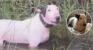 Milton Kasırgası'nda direğe bağlı şekilde terkedilmişti: Köpeğe 'Trooper' adı verildi