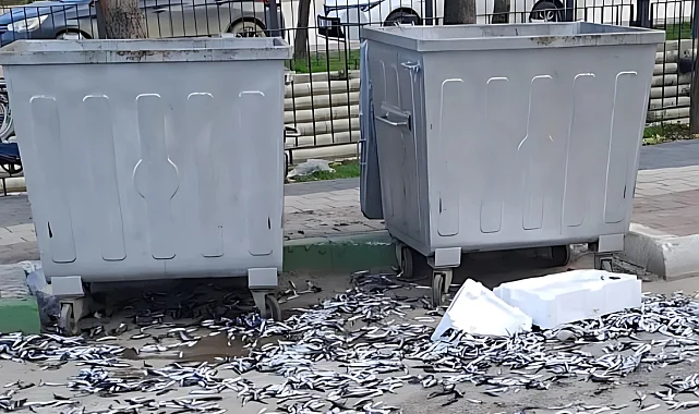 Bursa Gemlik'te şehir barbarı bozuk balıkları yola döktü