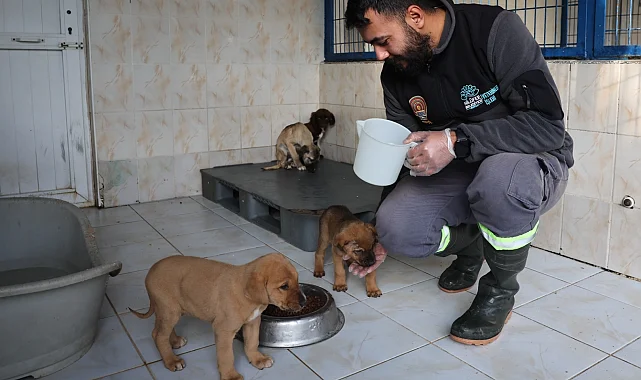 Bursa Nilüfer'deki sahipsiz canlar sıcak yuvalarını bekliyor