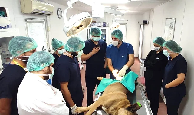 Bursa'da üniversite işbirliğinde 155 can dostu kısırlaştırıldı
