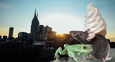 Kurbağa yarışından dondurma külahına... Tennessee'deki ilginç yasaklar