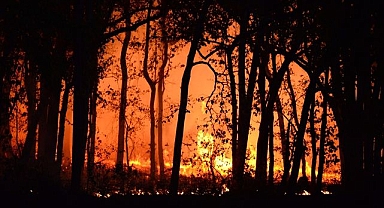 California'da orman yangını felaketi: Pacific Palisades tehdit altında