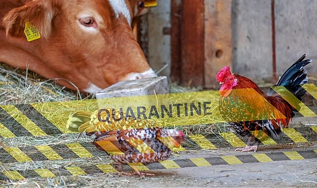 Kabus ABD'de endişe yarattı! Kuş gribi mutasyonu insanlara ve ineklere sıçradı, ilk ölüm gerçekleşti
