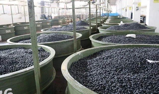 Marmarabirlik'ten zeytinci ortağa 5'inci  dilim ödeme... 200 milyon TL daha hesaplara yatıyor
