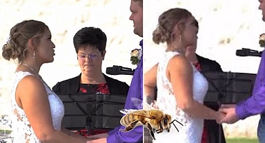 Nikah töreninde gelinin elbisesine arı girdi, damat soğukkanlılıkla durumu çözdü