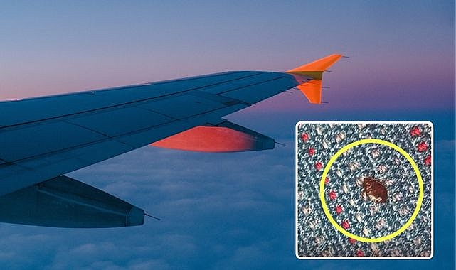 Uçaklarda 'tahtakurusu' paniği! Yolcular THY'yi şikayet etti