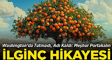 Washington'da Tutmadı, Adı Kaldı: Meşhur Portakalın İlginç Hikâyesi