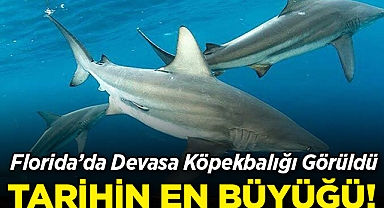 Florida Açıklarında Devasa Beyaz Köpekbalığı: Tarihin En Büyüğü!