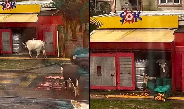 İstanbul Şile'de ineklerin görüntüleri 'Şok' etti!