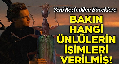 Yeni Keşfedilen Böceklere Bakın Hangi Ünlülerin İsimleri Verilmiş!