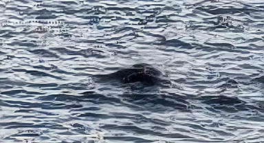 2025'in ilk 'Loch Ness' görülme olayı bildirildi: Suda karanlık bir kitle var gibiydi