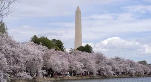 Cherry blossom tourists warned minor act could land you in jail