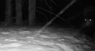 Enormous apex predator seen near tourist hotspot in haunting video