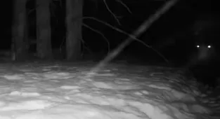 Enormous apex predator seen near tourist hotspot in haunting video
