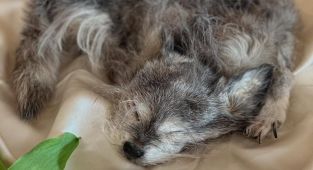 I make rugs out of dead pets. People say it's sick but it's beautiful