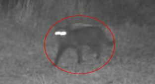 Mysterious predator caught on Florida camera divides the internet